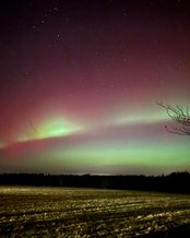 Nordlichter leuchten in lebhaften Grün- und Rottönen über einem Feld, während der Nachthimmel mit Sternen übersät ist.