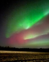 Nordlichter leuchten in lebhaften Grün- und Rottönen über einem Feld, während der Nachthimmel mit Sternen übersät ist.