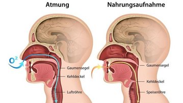 Diagramm, das die Atemwege und den Nahrungsaufnahmeprozess im menschlichen Körper veranschaulicht, mit Beschriftungen der relevanten Strukturen.