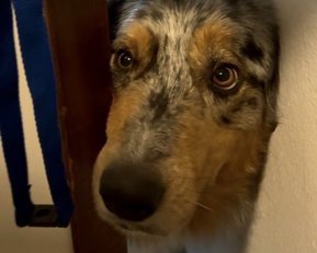 Ein Hund mit geflecktem Fell schaut neugierig durch einen schmalen Spalt zwischen zwei Wänden.
