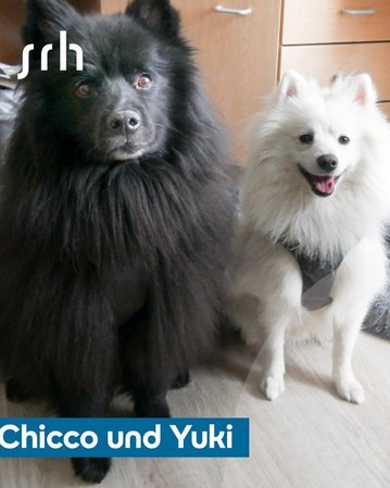 Tierisch gut! Reha mit Hund und Katze: SRH Gesundheitszentrum ...